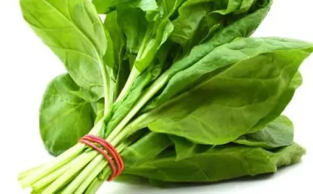السبانخ أكلة مثالية قبل الشتاء هدفيك وتحفاظ على وزنك