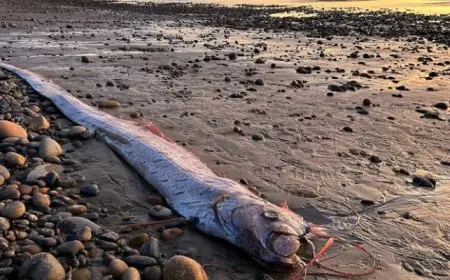 بال .. ظهور سمكة يوم القيامة الغامضة على شاطئ كاليفورنيا !!