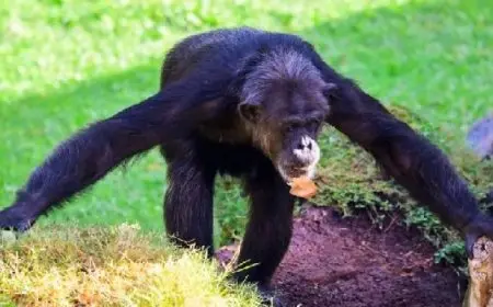 دراسة: قرود الشمبانزي لديها ثقافات معقدة ومتطورة عبر الأجيال