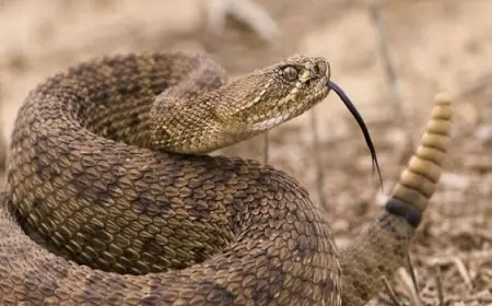 سيدة تكتشف أفعى سامة في سيارتها أثناء قيادتها على طريق سريع