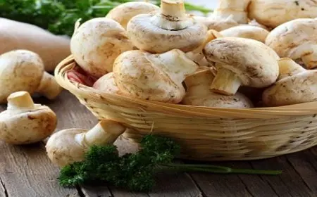 دراسة تكشف فوائد تناول المشروم في الوقاية من هذه الأمراض