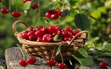 ثمار الكرز تقوي الجسم وتحميه من أمراض القلب