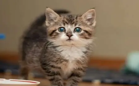 هندية تقاضى زوجها لاهتمامه بقطته الأليفة أكثر منها