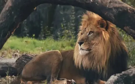 في حادثة أشبه بالمعجزة.. طفل يعود لأهله بعد عيشه 5 أيام وسط حيوانات مفترسة