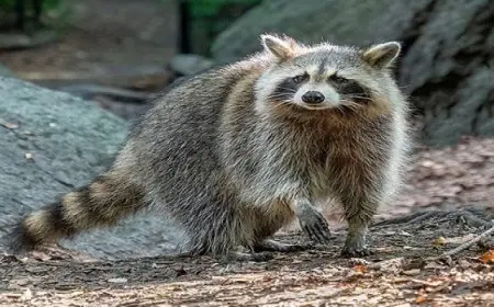 أم تنقذ طفلها من هجوم “الراكون” المفاجئ