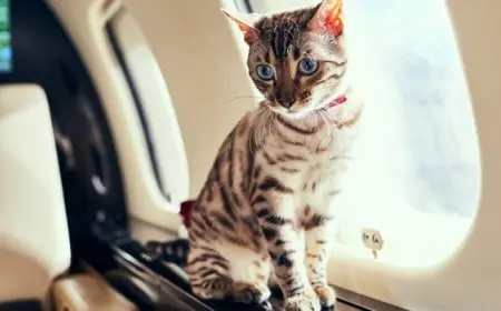 قطة تسقط طائرة “درون” عسكرية أوكرانية