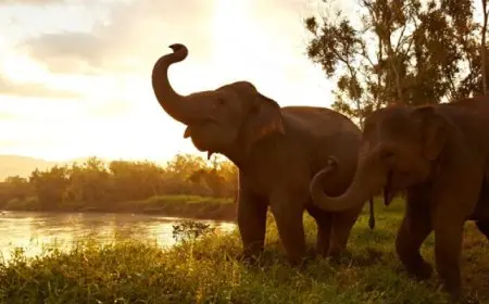 ارتكبت خطأ شائعا.. فيل يقتل سائحة في محمية بتايلاند