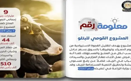 بالإنفوجراف .. مجلس الوزراء: المشروع القومي للبتلو يهدف لتقليل الفجوة الاستيرادية من اللحوم الحمراء