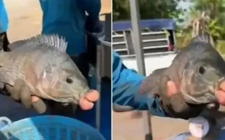 صيادون يعثرون على سمكة بشفاه ضخمة