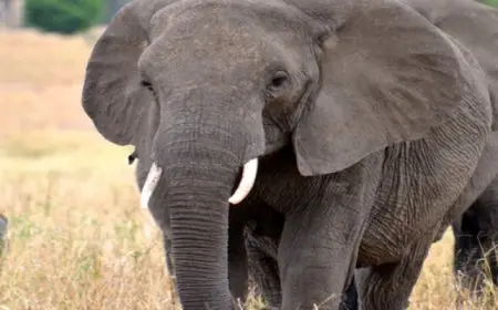 فيل يدهس 5 أشخاص لخوفه من الألعاب النارية فى تايلاند