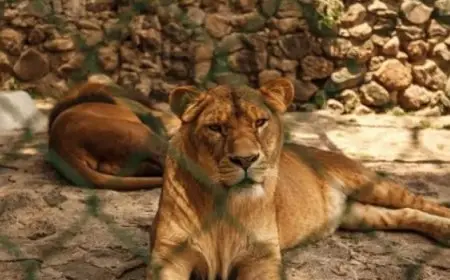 أسد يهاجم باكستانيا أثناء تصوير مقطع  على “تيك توك”