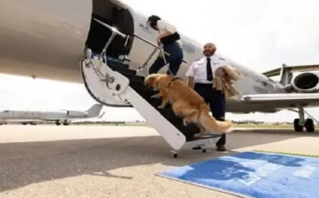 شركة طيران تقدم خدمة خمس نجوم للكلاب وتسمح بجلوسها بجوار أصحابها