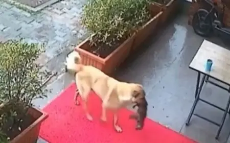 كاميرات مراقبة ترصد كلبة تحمل جروها فاقد الوعى إلى عيادة بيطرية