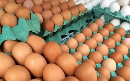 الزراعه: فتح باب استيراد بيض المائدة لضبط الأسعار