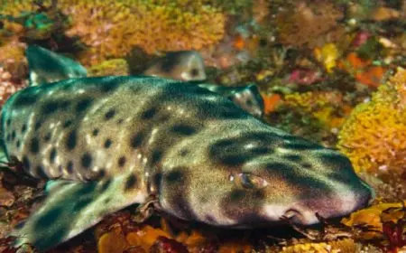 “ولادة عذرية” نادرة لسمكة قرش تثير حيرة العلماء