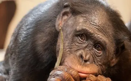 قرد يتسبب بانقطاع الكهرباء في مختلف أنحاء سريلانكا