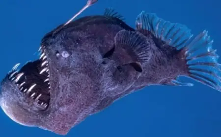 أول ظهور لـ “الشيطان الأسود” على سطح البحر !!