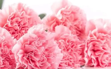 باقات زهور قاتلة فى فرنسا !!