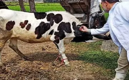 تحصين أكثر من 91 ألف رأس ماشية ضد مرض جدرى الأغنام