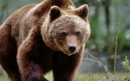 نجاة عائلة بأعجوبة من هجوم دب فى سلوفاكيا