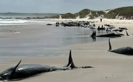 جنوح جماعى لأكثر من150 حوت على سواحل جزيرة استرالية !!