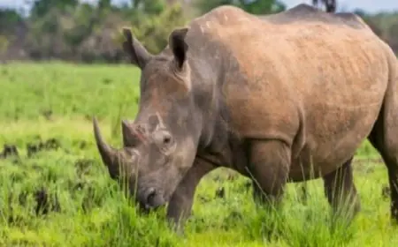 رجل يهاجم ذكر وحيد القرن بحديقة حيوان