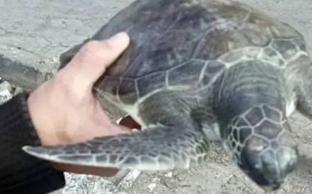 وزارة البيئة تطلق السلحفاة “عز” المهددة بالانقراض من محمية “أشتوم”