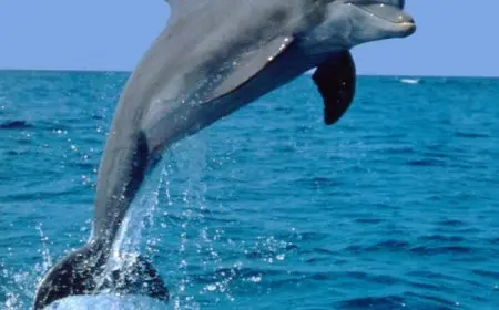 سقوط دولفين ضخم على قارب صيد فى نيوزيلندا