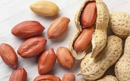 الفول السودانى فى رمضان يحمى قلبك ويخفض الكوليسترول