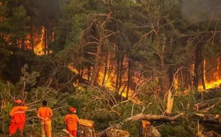 السيطرة على حرائق الغابات المستعرة فى “أوفوناتو” منذ 11 يوما في اليابان
