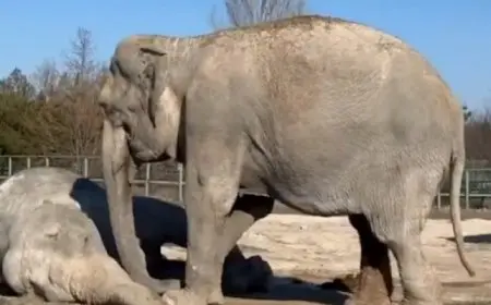 أنثى فيل منكوبة تحاول إيقاظ صديقتها المتوفاة