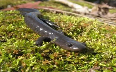 إغلاق طريق لأسابيع لعبور كائن مهدد بالانقراض فى كندا