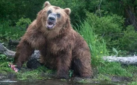 رجل يواجه دبًا شرسًا باستخدام فأس إزالة الأعشاب