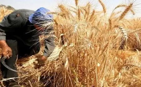 الزراعة : نعمل على زيادة مساحات زراعة القمح بأحدث التقنيات لتعظيم الإنتاج