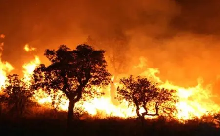 ارتفاع حصيلة ضحايا حرائق الغابات فى كوريا الجنوبية إلى 30 قتيلا و70 مصابا