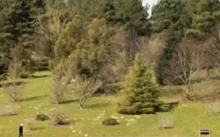 حديقة الصنوبر ترعى أشجار مهددة بالأنقراض