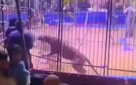 نمر أبيض يهاجم أحد العمال خلال أداء عرض بسيرك طنطا