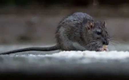 الفئران تستخدم “قبلة الحياة” لإنعاش أقرانها الفاقدين للوعى