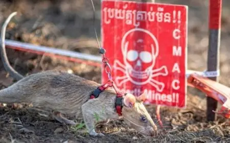 فأر إفريقى يدخل جينيس باكتشاف 109 ألغام متفجرة