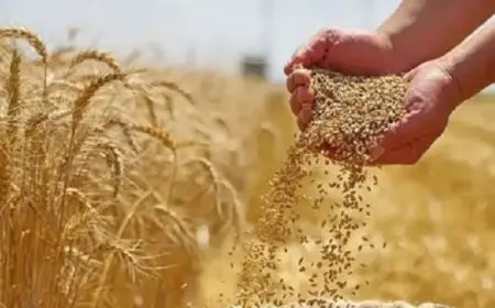 وزير التموين: غدا.. بدء موسم توريد القمح المحلى و420 نقطة لاستلام المحصول