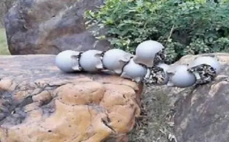 علماء صينيون يطورون روبوتات مجنزرة على شكل حلزون