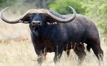 صينى يُطرد من شقته المستأجرة باستمرار بسبب استضافته جاموسة أليفة