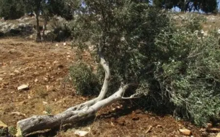 مستوطنون يقتلعون أشجار زيتون ويعتدون على ممتلكات المواطنين بمسافر يطا بالخليل