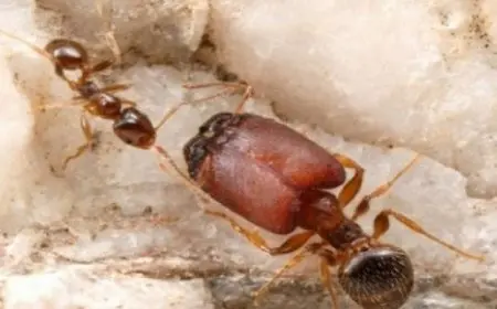 اكتشاف نوع من النمل عاش قبل 113 مليون سنة