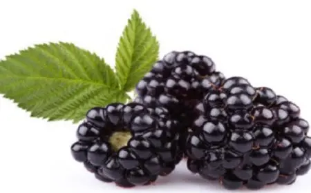 فوائد التوت الأسود لصحتك فى موسمه