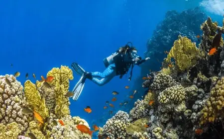 اكتشاف مستعمرة مرجانية ضخمة فى البحر الأحمر عمرها 800 عام