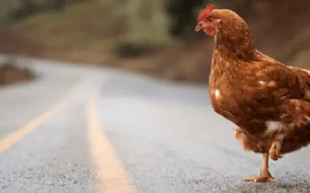 التحقيق مع معلم أجبر طالباً على ذبح دجاجة أثناء الامتحان فى الهند