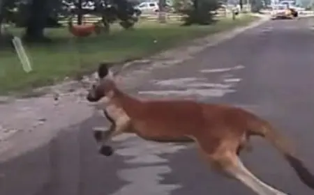 كنغر شارد يتسبب بأزمة مرورية فى أمريكا