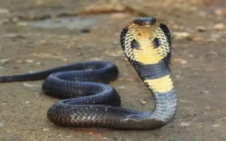 ثعبان ميت يسمم 100 تلميذ فى الهند