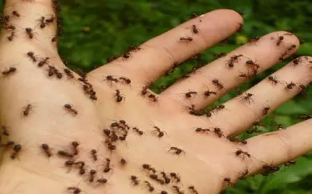 أحكام بالسجن أو الغرامة على سارقى النمل بكينيا